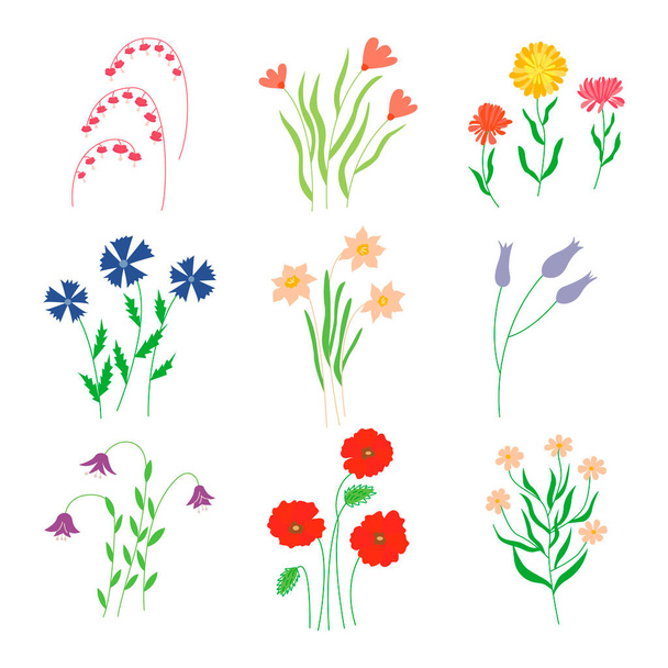 Joukko luonnonvaraisten niittyjen ja puutarhan kukkia. Värikäs käsin piirretty vektori eristetty kuva - Vektori, kuva