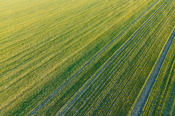 drone view of a crops on agricultural fields - Foto, immagini