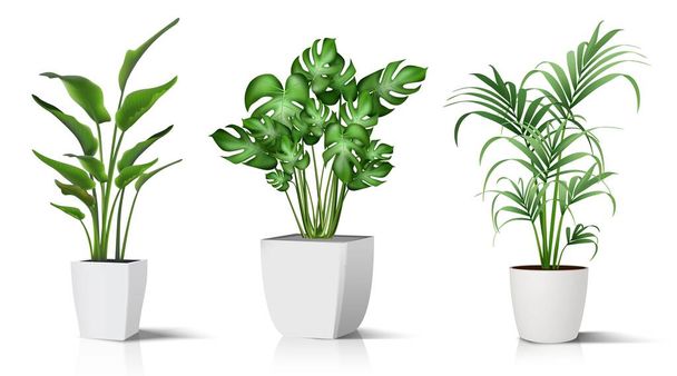 Colección de 3d vector realista icono ilustración macetas plantas para el interior. Aislado sobre fondo blanco. - Vector, Imagen