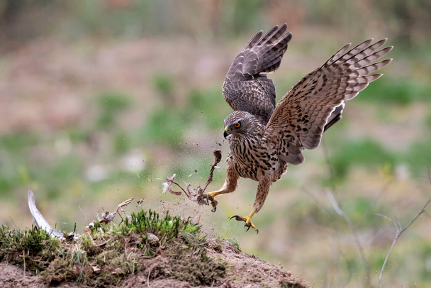 Autour des palombes juvéniles (accipiter gentilis) sautant sur le sol avec quelques restes d'une colombe dans la forêt aux Pays-Bas - Photo, image
