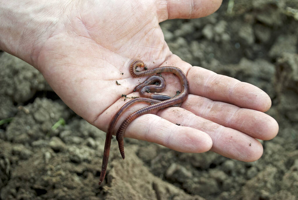 Regenwürmer in einer männlichen Hand. Ein Mann grub Regenwürmer aus der Erde. - Foto, Bild
