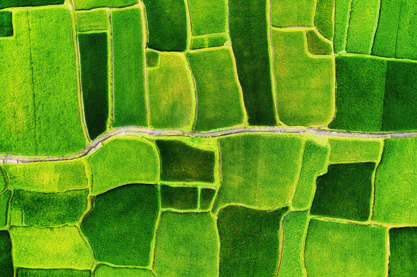 Une vue aérienne des terrasses de riz. Paysage d'un drone. Paysage agricole de l'air. Terrasses de riz en été. Bali. Indonésie. Voyages et loisirs image - Photo, image