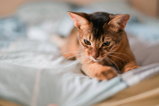 Schöne rote somalische Rasse Katze, die auf dem Bösen im Schlafzimmer zu Hause liegt - Foto, Bild