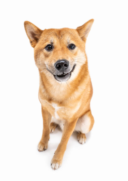 Confused asking face Shiba Inu dog face looking at camera. Full length front view sitting dog on white background. Adorable red haired pet with an open mouth looks attentively, waiting for answer.  - Фото, изображение