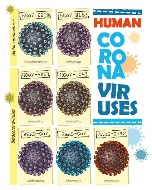 Vector illustratie van Coronavirus types - Infographic. - Vector, afbeelding