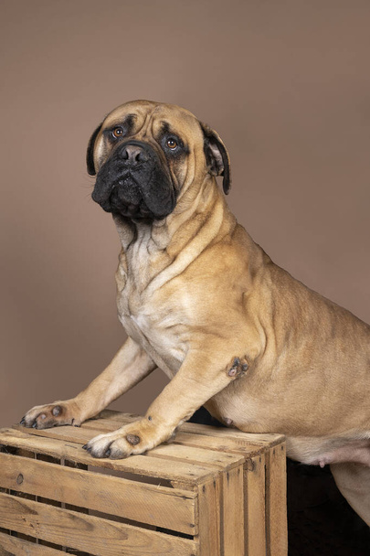 A bull mastiff dog dog standing on a crate isolated on a beige background - Photo, Image