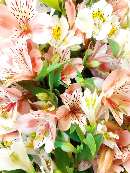 Цветочный фон, весенние цветы. Шаблон праздничного цвета  - Фото, изображение