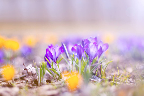 mooie krokus in het park. lentebloemen. veel blauwe en gele krokus bloemen in het voorjaar - Foto, afbeelding