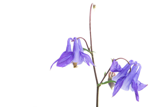 aquilegia květiny izolované na bílém pozadí - Fotografie, Obrázek
