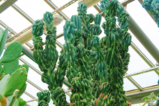 Tropischer Kaktus cactaceae, cereus hildmannianus monstrose Gewächshaus - Foto, Bild