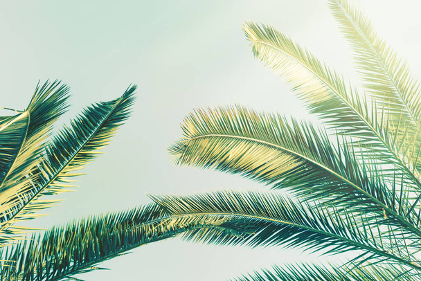 Vintage toned palm tree over sky background with copy space. - Fotografie, Obrázek