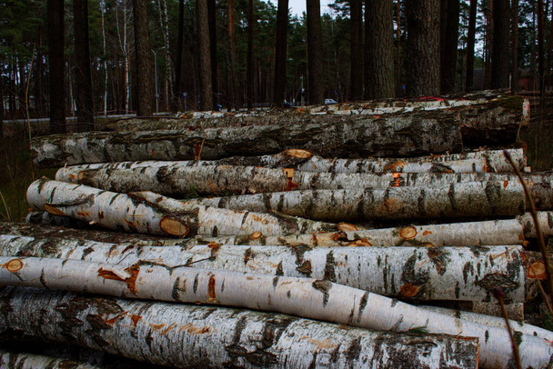 Devrilmiş ağaç gövdeleri bir yığın halinde yığıldı. Ağaçları kesme kavramı. Ormanların tahrip edilmesi - Fotoğraf, Görsel