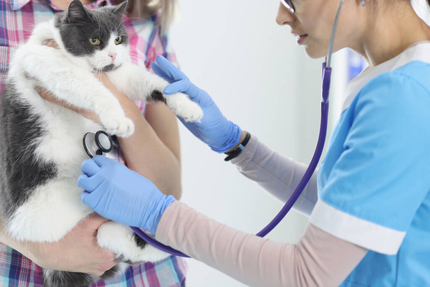 Woman veterinarian in glove listening with stethoscope cat - 写真・画像