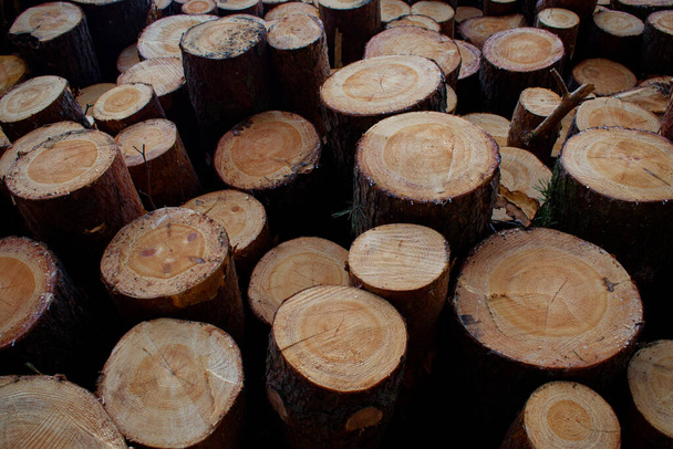 Des troncs empilés de pins abattus. Une tranche est visible. Le concept d'abattage des arbres. déforestation - Photo, image