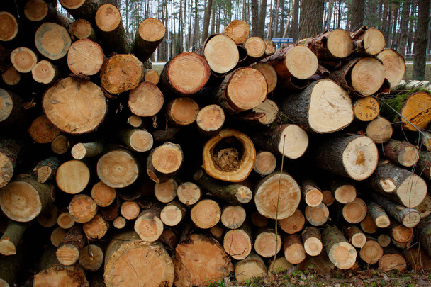 Yığılmış çam kütükleri. Bir dilim görünür. Ağaçları kesme kavramı. Ormanların tahrip edilmesi - Fotoğraf, Görsel