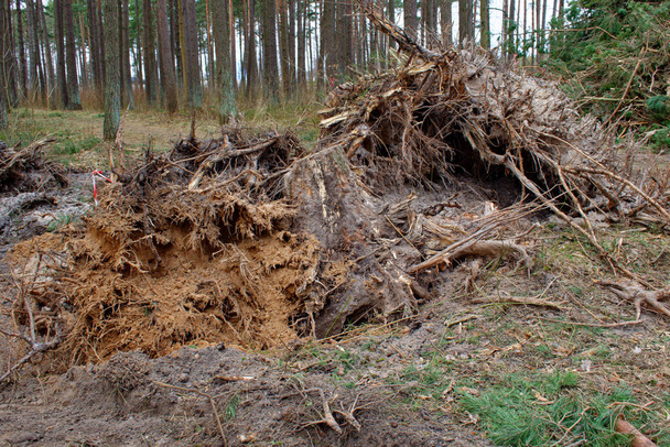 Dirty and uprooted pine roots in the sand. The concept of cutting down trees. Deforestation. - Photo, Image