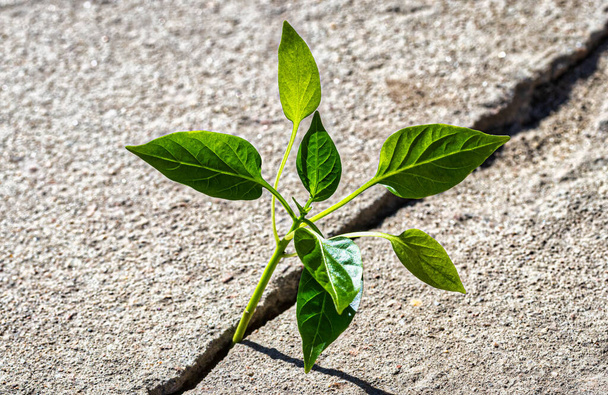 A sprout with leaves growing from a crack in concrete. The concept of growth, development, overcoming difficulties and beginning. - Photo, Image