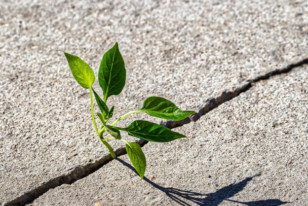 Росток с листьями, растущими из трещины в бетоне. Концепция роста, развития, преодоления трудностей и начала. - Фото, изображение