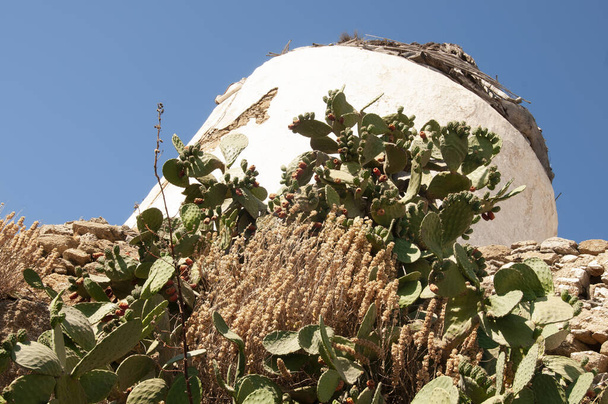 Rote Kaktusfeigen mit Dornen. Im Hintergrund die Felsen und die Mauer einer alten Windmühle auf der Insel Mykonos in Griechenland. - Foto, Bild