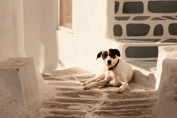 Egy aranyos Jack Russell Terrier fekszik a padlón egy sikátorban a sziget Mykonos Görögországban. - Fotó, kép