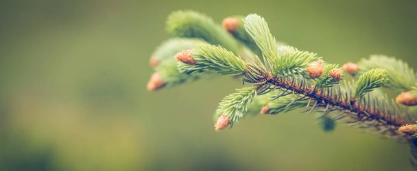 Fresh green pine branch spring background - Photo, Image
