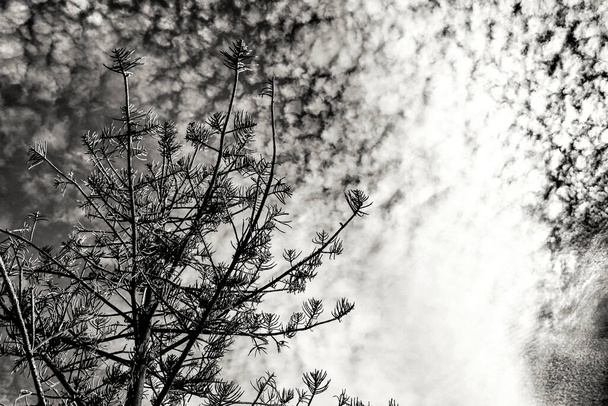 Pine under sky with altocumulus clouds in Spain - Fotografie, Obrázek