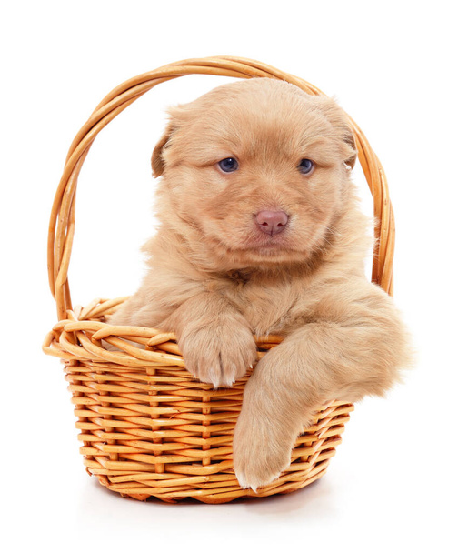 Puppy in a basket isolated on a white background. - Photo, image