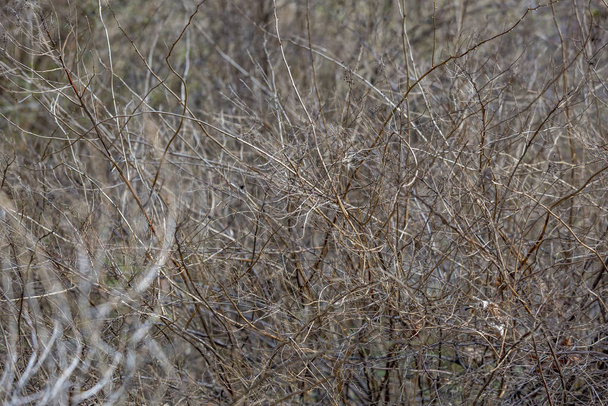 Ongebruikelijke gedroogde struik in een voorstedelijke bosgordel in het vroege voorjaar - Foto, afbeelding