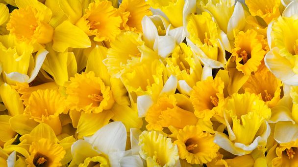 黄色の水仙の花と素晴らしい背景。母の日、イースター、女性の日のための美しいグリーティングカード.  - 写真・画像