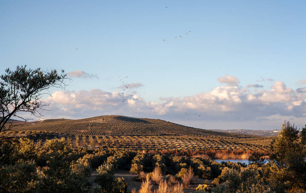Андалусійські оливкові гаї на природному заповіднику Laguna de Zonar в Іспанії - Фото, зображення