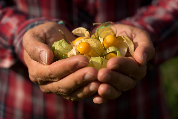 A closeup shot of a person holding a handful of fresh gooseberries - Fotoğraf, Görsel
