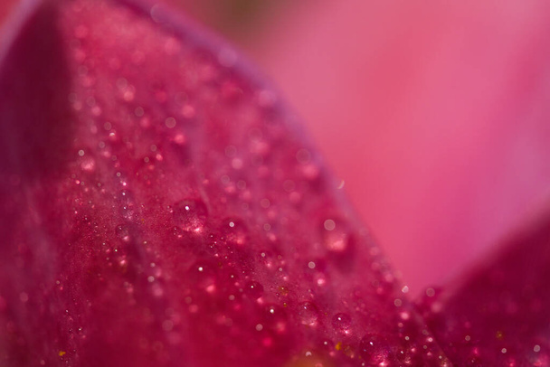 A macro of an oriental pink lily flower with waterdrop - Zdjęcie, obraz