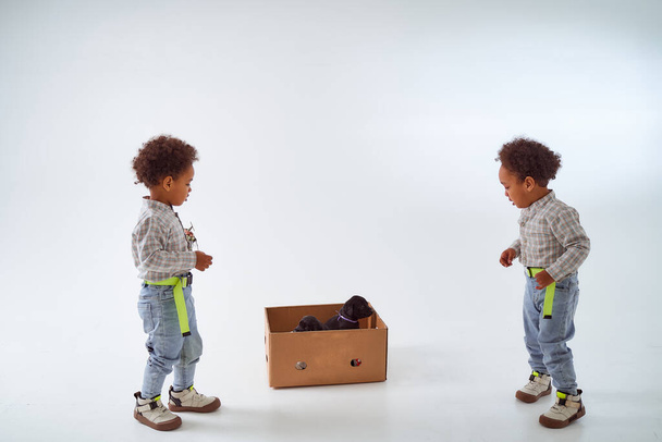 Twee Afro-Amerikaanse salami zagen twee Labrador puppies in een kartonnen doos. Hoge kwaliteit foto - Foto, afbeelding