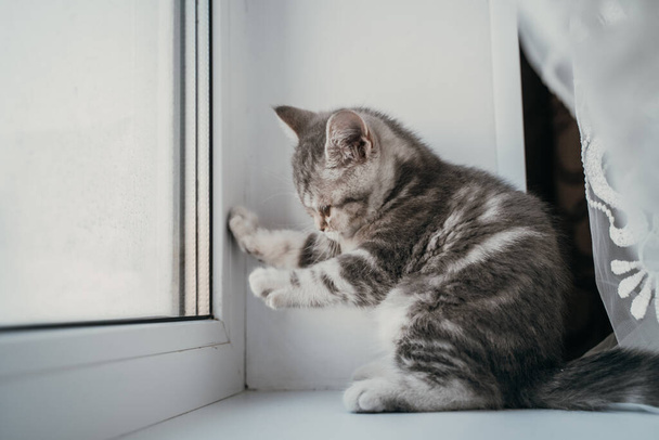 Little scottish tabby kitten sits on the window and plays with his reflection - Foto, afbeelding