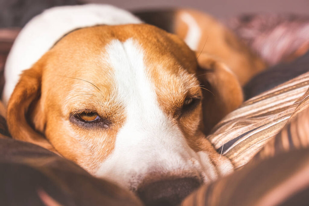 Divertente Beagle cane stanco dorme su un letto accogliente - Foto, immagini