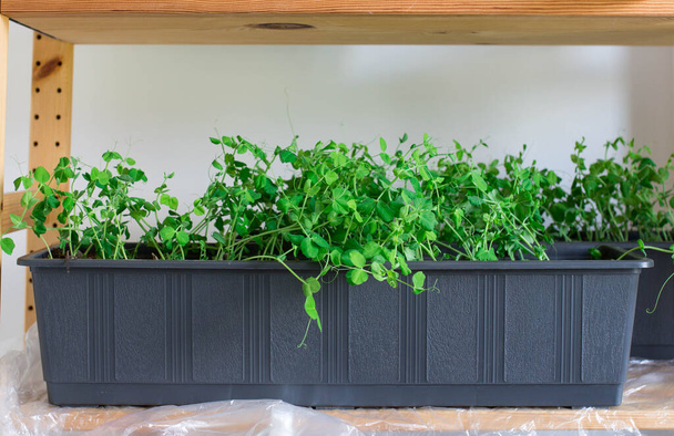Junge Pflanzen grüne Erbsen. Gesunde Ernährung Hintergrund. Junge Erbsenpflanzen in grauen Töpfen auf einem Regal in einem hellen Raum. Entwicklungskonzept für Hausgärten. - Foto, Bild