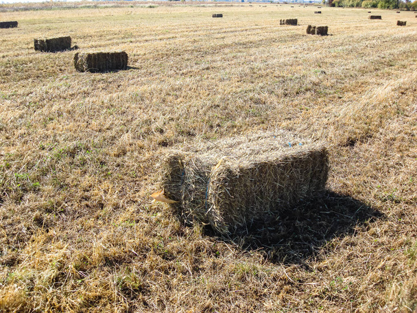 Agricultural field with straw bales after harvest. - Photo, Image