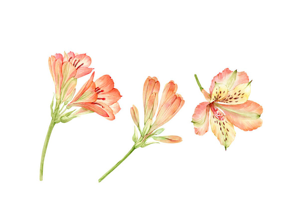 conjunto de acuarela jardín flores anaranjadas aisladas sobre fondo blanco, pintado a mano - Foto, Imagen