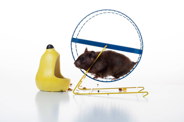 Hamster running in a wheel. Hamster wheel and feeder. Running hamster. - Foto, Imagen