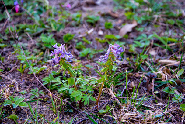 Corydalis cava début du printemps fleurs sauvages de la forêt en fleurs, blanc violet sol fleuri belles petites plantes avec des feuilles vertes - Photo, image