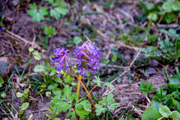 Corydalis cava début du printemps fleurs sauvages de la forêt en fleurs, blanc violet sol fleuri belles petites plantes avec des feuilles vertes - Photo, image