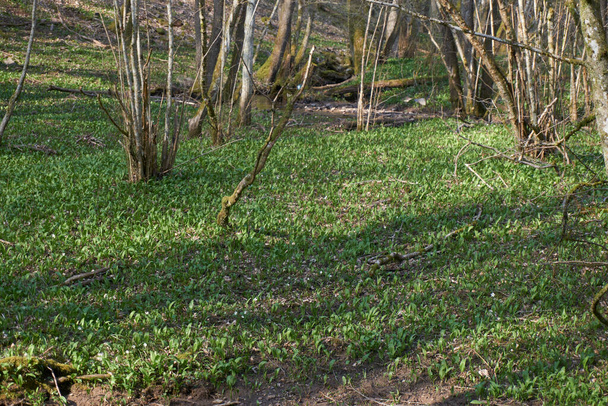 Рамсоны или дикий чеснок Allium ursinum растет естественно в Германии - Фото, изображение