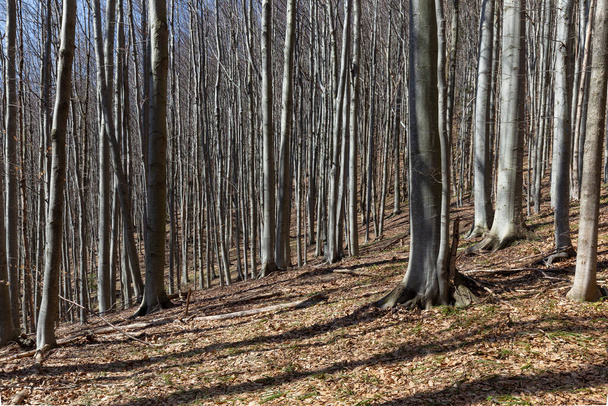 Natural beech forest in the Carpathians in early spring after snowfall. Deciduous beech forest in a leafless state. Pure deciduous forest of the Carpathians. - Foto, Imagen