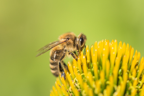 Hermosa miel abeja primer plano en flor recoger néctar y polen. Animal sentado para polinización. Importante insecto para el ecosistema de ecología ambiental. Sensibilización de la naturaleza cambio climático sostenibilidad. - Foto, imagen