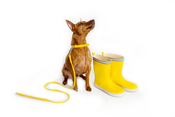 Pinscher em miniatura castanha com uma trela amarela. Mestres botas amarelas. O cão está à espera que o dono caminhe. - Foto, Imagem