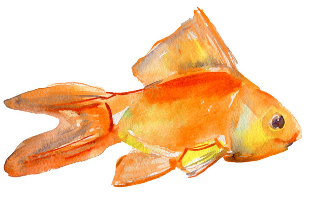 Gold fish. - Zdjęcie, obraz