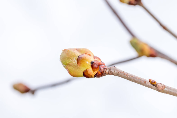 Φρούτο μπουμπούκι του Aesculus x carnea briotii την άνοιξη του χρόνου. - Φωτογραφία, εικόνα
