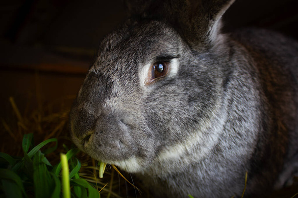A very large gray rabbit that eats grass. Pet, rabbit sits in a cage with sad eyes. - Photo, Image