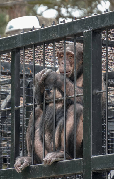  Retrato de um macaco em um zoológico   - Foto, Imagem