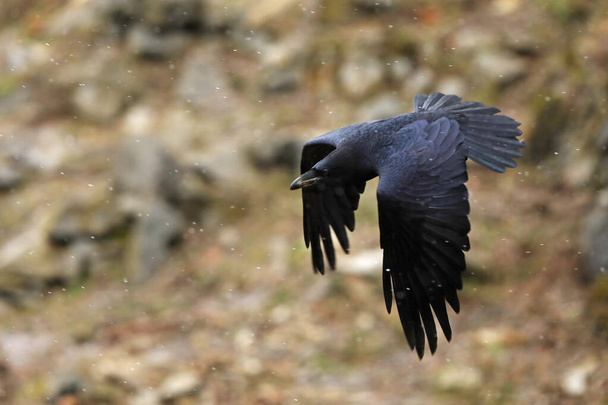 Common Raven - Corvus corax znany również jako zachodni kruk lub północny kruk, jest dużym, czarnym ptakiem przechodnim, bardzo inteligentnym, latającym w kamiennym krajobrazie - Zdjęcie, obraz